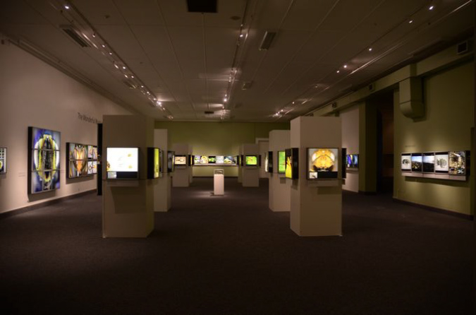 Wasp_exhibition__DSC3529